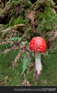 Image of mushroom, that grows in the carpathian forest