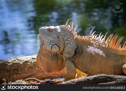 Image of orange green iguana morph on a natural background.. Animal. Reptiles