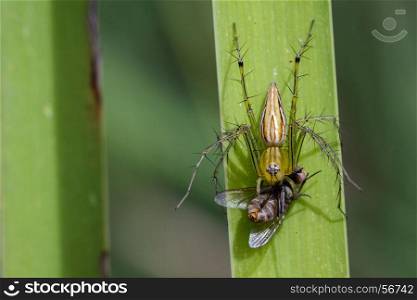 Image of oxyopidae spider going to eat fly on green leaves. Insect Animal (Java Lynx Spider / Oxyopes cf. Javanus)