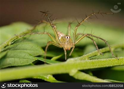 Image of Oxyopidae Spider (Java Lynx Spider / Oxyopes cf. Javanus) on nature background. Insect Animal