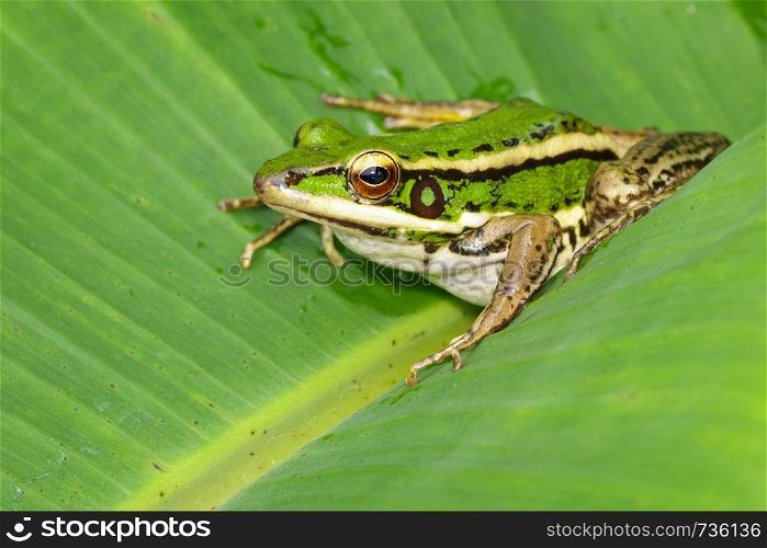 Image of paddy field green frog or Green Paddy Frog (Rana erythraea) on the green leaf. Amphibian. Animal.