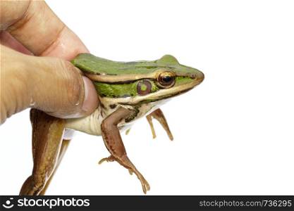 Image of paddy field green frog or Green Paddy Frog (Rana erythraea) on a white background. Amphibian. Animal.