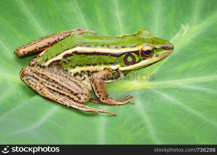 Image of paddy field green frog or Green Paddy Frog (Rana erythraea) on the green leaf. Amphibian. Animal.