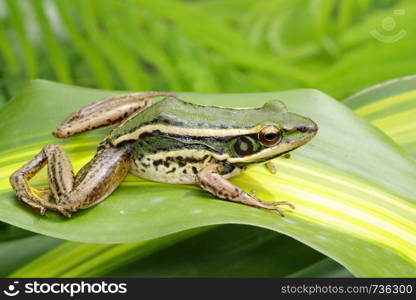 Image of paddy field green frog or Green Paddy Frog (Rana erythraea) on the green leaf. Amphibian. Animal.