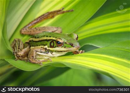 Image of paddy field green frog or Green Paddy Frog (Rana erythraea) on the green leaf. Amphibian. Animal.