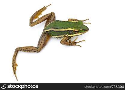 Image of paddy field green frog or Green Paddy Frog (Rana erythraea) on a white background. Amphibian. Animal.