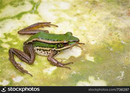 Image of paddy field green frog or Green Paddy Frog (Rana erythraea) on the floor. Amphibian. Animal.