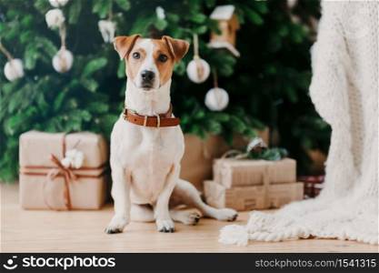 Image of pedigree dog sits on floor near decorated firtree and Christmas presents, has festive mood, being at home. Animals and winter timme concept
