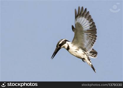 Image of Pied Kingfisher (Ceryle rudis) male hovering in flight on sky. Bird. Wild Animals.