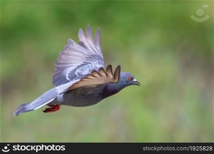Image of pigeon flying on nature background. Bird, Animals.