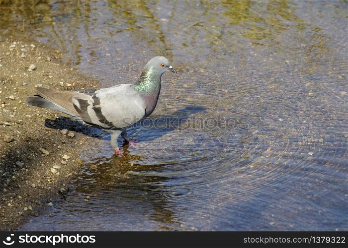 Image of pigeons are about to eat water. Birds. Animals.