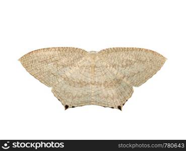 Image of Pointed flatwings butterfly(Micronia aculeata) isolated on white background. Insect. Animals.