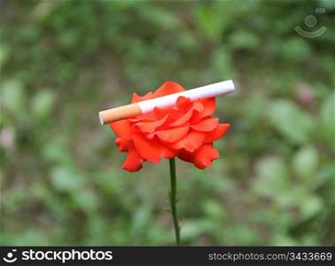 Image of red rose and cigarette on green background