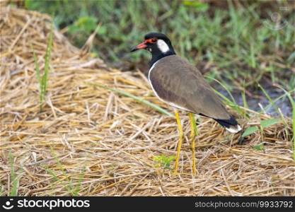 Image of red-wattled lapwing bird  Vanellus indicus  on nature background. Animal. Birds.