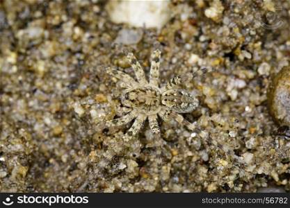 Image of River Huntress Spiders (Venatrix arenaris) on the sand. Insect Animal