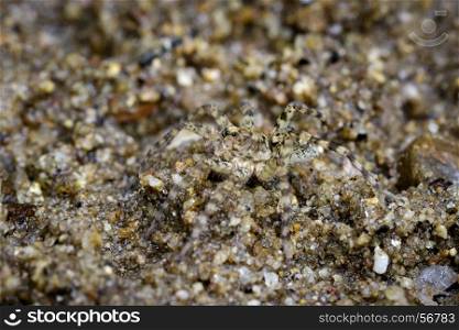 Image of River Huntress Spiders (Venatrix arenaris) on the sand. Insect Animal