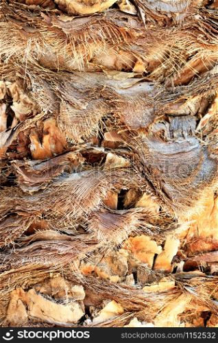 Image of rough texture, background and details of a brown bark of a date palm trunk with cut leaves, close-up.. Background and rough texture of cut palm leaves on its trunk.