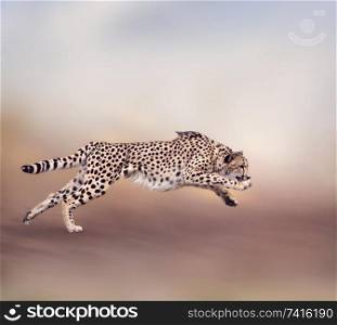 Image of running cheetah