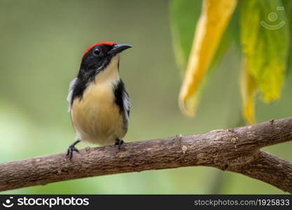 Image of Scarlet-backed Flowerpecker Bird on nature background. Animals.