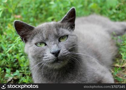image of Siamese cat in the green grass