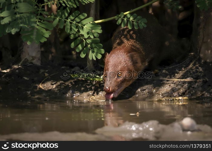 Image of Small asian mongoose(Herpestes javanicus) eating water in a pond on nature background. Wild animals. Animals.