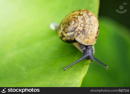 Image of snail on a green leaf. Reptile Animal.