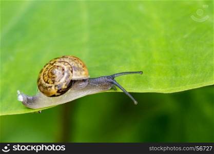 Image of snail on a green leaf. Reptile Animal.