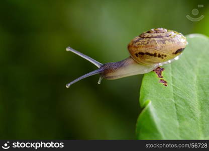 Image of snail on a green leaf. Reptile Animal.