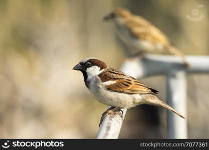 Image of sparrow on nature background. Bird