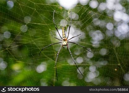 Image of Spider Nephila Maculata, Gaint Long-jawed Orb-weaver (female and male) in the net. Insect Animal