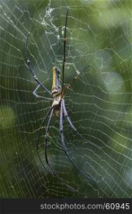 Image of Spider Nephila Maculata, Gaint Long-jawed Orb-weaver in the net. Insect Animal