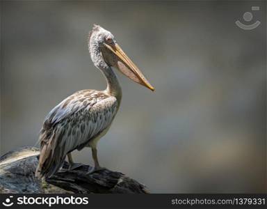 Image of Spot-billed pelican( Pelecanus philippensis) on natural background. Birds. wild animals.