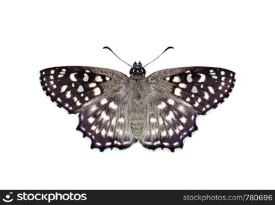 Image of Spotted Angle Butterfly (Caprona agama) isolated on white background. Insect. Animals.