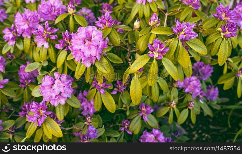 Image of spring violet flowers on green bush, abstract soft floral background. Image of spring violet flowers on green bush.
