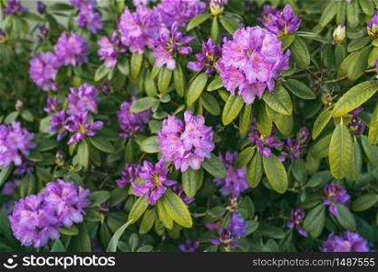 Image of spring violet flowers on green bush, abstract soft floral background. Image of spring violet flowers on green bush.