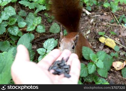 image of squirrel is feeding from hand in the park