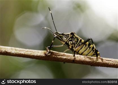 Image of stink bug (Eocanthecona furcellata) on a tree branch. Insect Animal