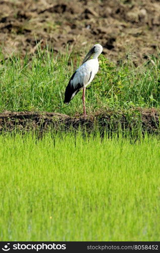 Image of stork on nature background