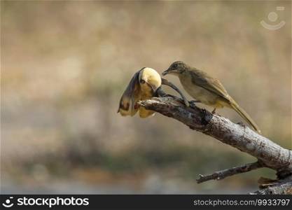 Image of Streak-eared bulbul birds eat bananas on nature background. Animal. Birds.  Pycnonotus blanfordi  