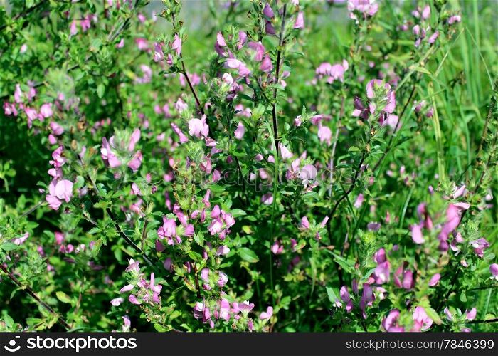 image of the beautiful pink meadow flowers