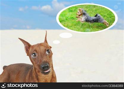 image of the image of a Miniature Pinscher.