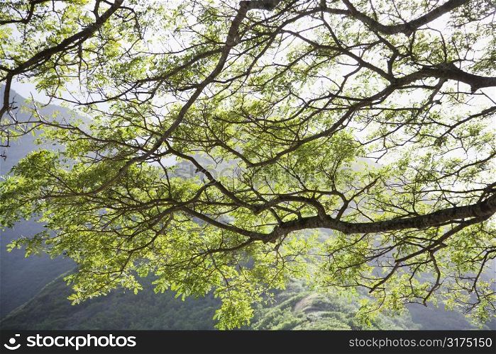 Image of tree branches with mountains in background in Iao Valley State Park in Maui, Hawaii.