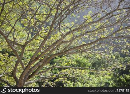 Image of tree branches with mountains in background in Iao Valley State Park in Maui, Hawaii.