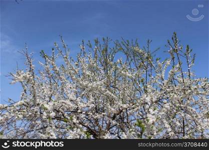image of tree of a blossoming cherry