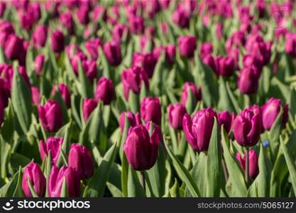 Image of tulips with shallow depth of field on early summer day