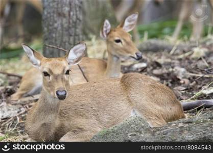 Image of two young sambar deer relax on the ground.