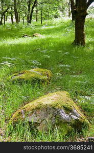 Image of vibrant green ancient woodland forest with rocks and ferns