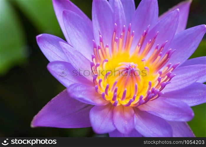 image of water lily or a lotus flower on the nature water