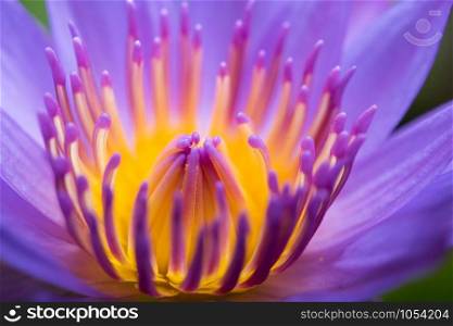 image of water lily or a lotus flower on the nature water