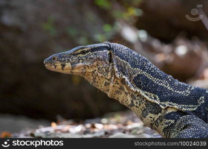 Image of water monitor on a natural background. Animals. Reptiles